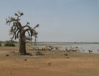 01 Baobab Et Betail Qui S Abreuve